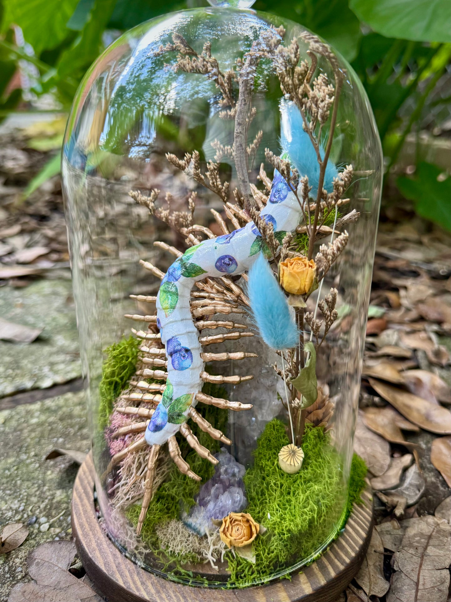 Blueberry Centipede in Tall Cloche