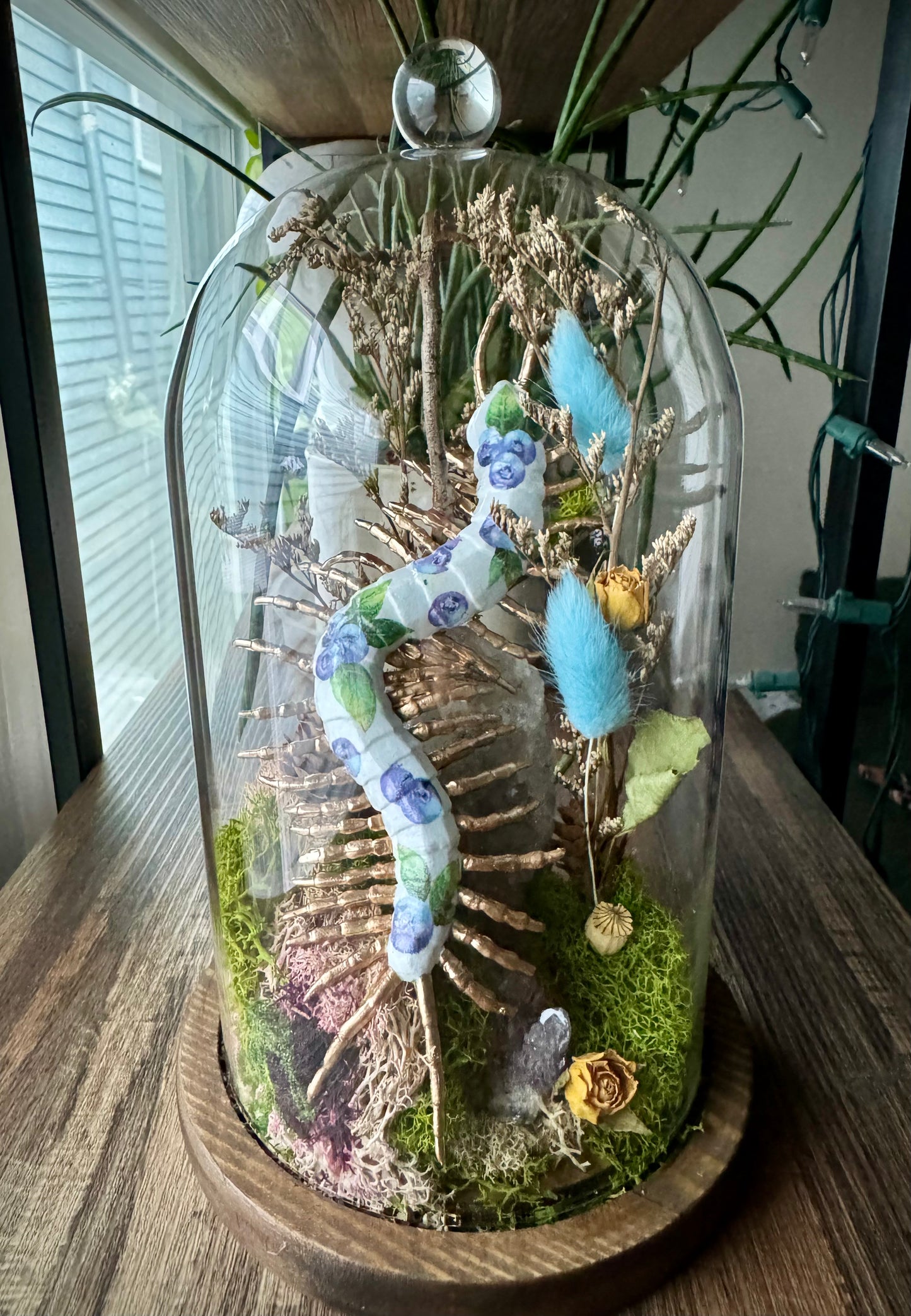 Blueberry Centipede in Tall Cloche