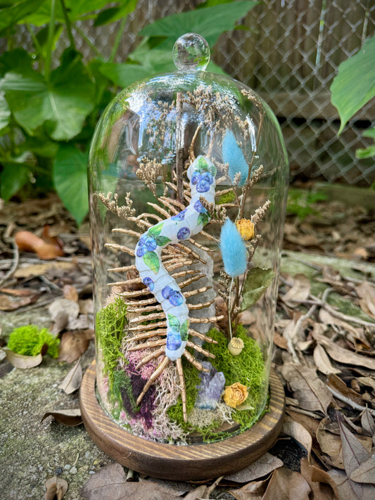 Blueberry Centipede in Tall Cloche