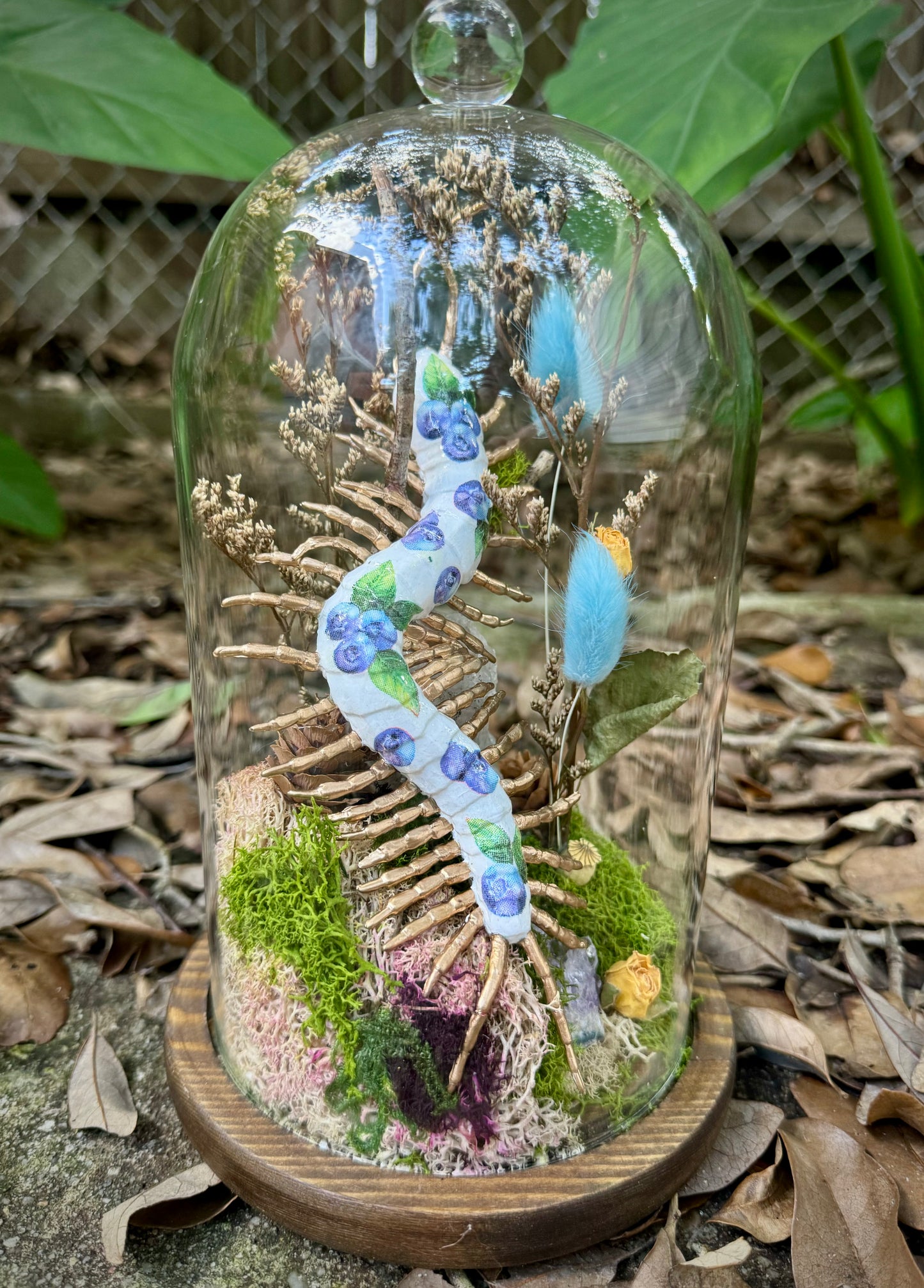 Blueberry Centipede in Tall Cloche